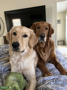 Golden Retriever Looking for stud Listing Image
