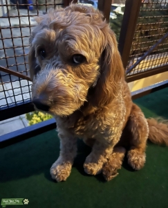 Looking for stud with GoldenDoodle girl Listing Image