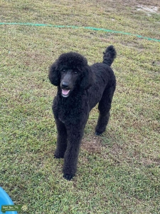 In heat blue standard poodle Listing Image