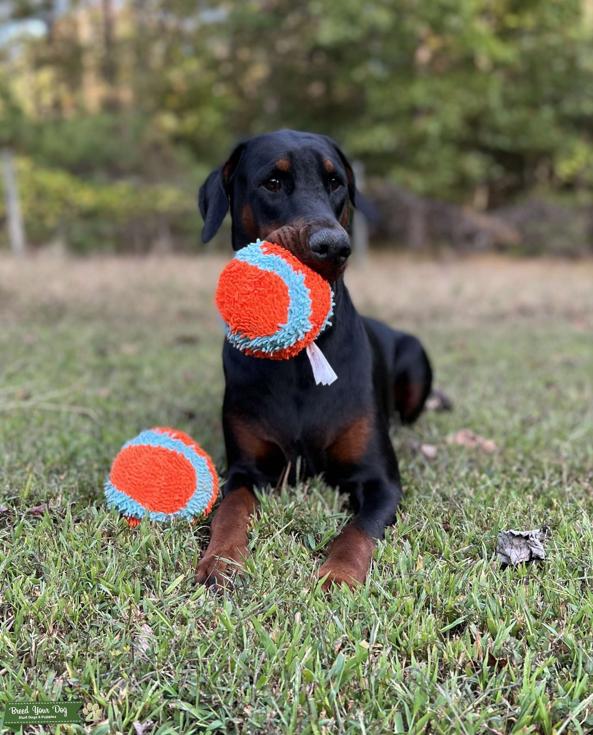 Doberman Stud Dog in Virginia, the United States Breed Your Dog