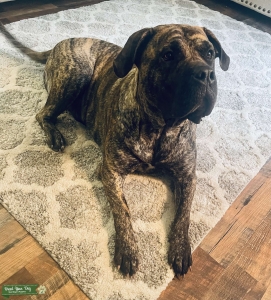 2 year old female Listing Image