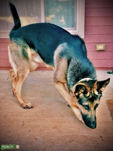 Black and Tan GSD Listing Image