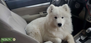 AKC samoyed looking for stud  Listing Image