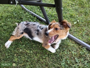 Corgi/Beagle Listing Image