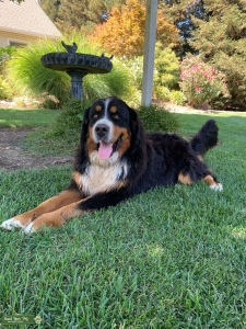 Male Bernese Mountian Dog Stud Listing Image
