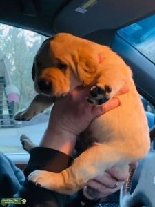 Looking for female chocolate lab Listing Image