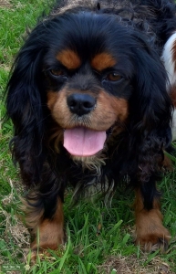 Cavalier King Charles Proven Stud Dog Listing Image