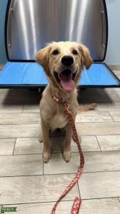 Beautiful golden girl looking for her stud Listing Image