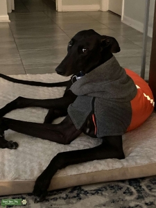 Greyhound Male - Black Dog Listing Image