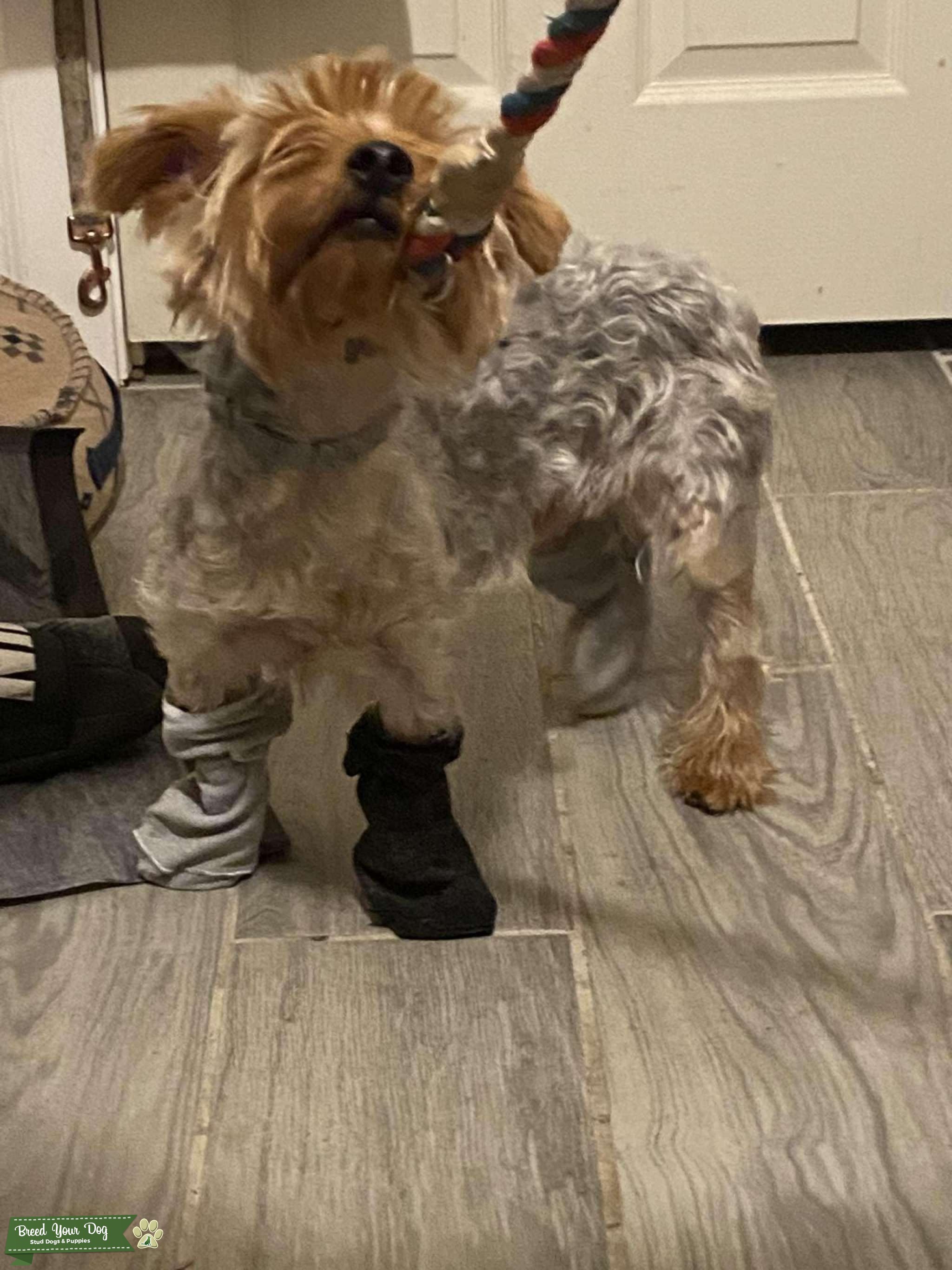 Stud services Stud Dog in Arizona, the United States Breed Your Dog