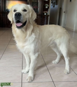 English Golden Retriever Stud Service  Listing Image
