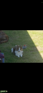 Blue merle pomeranian  Listing Image