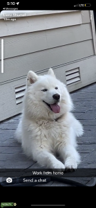 Wooly Siberian Husky Stud Listing Image
