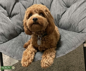 Intense Red F1 Cavapoo 8.5 lbs Listing Image