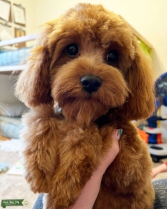 Intense Red F1 Cavapoo 8.5 lbs Listing Image