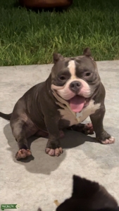 Pocket bully Listing Image