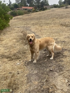 Beautiful golden retriever Listing Image