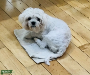 Maltese Stud  Listing Image