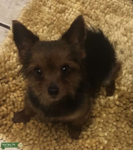 Yorkshire Terrier  Listing Image