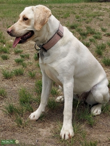 Yellow Labrador Retriever Listing Image