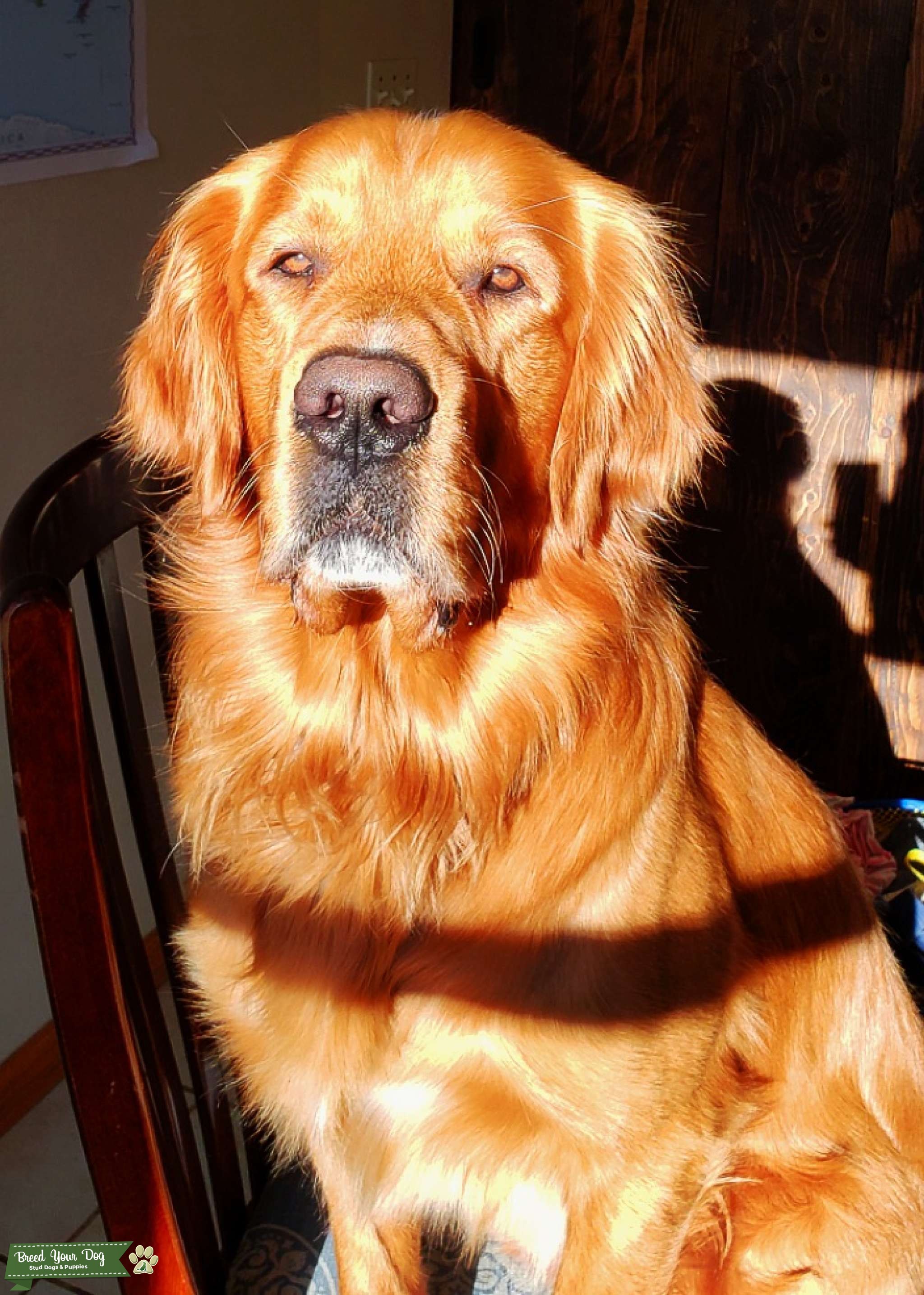 GOLDEN RETRIEVER , stud, big lean hunting dog Stud Dog in Wisconsin