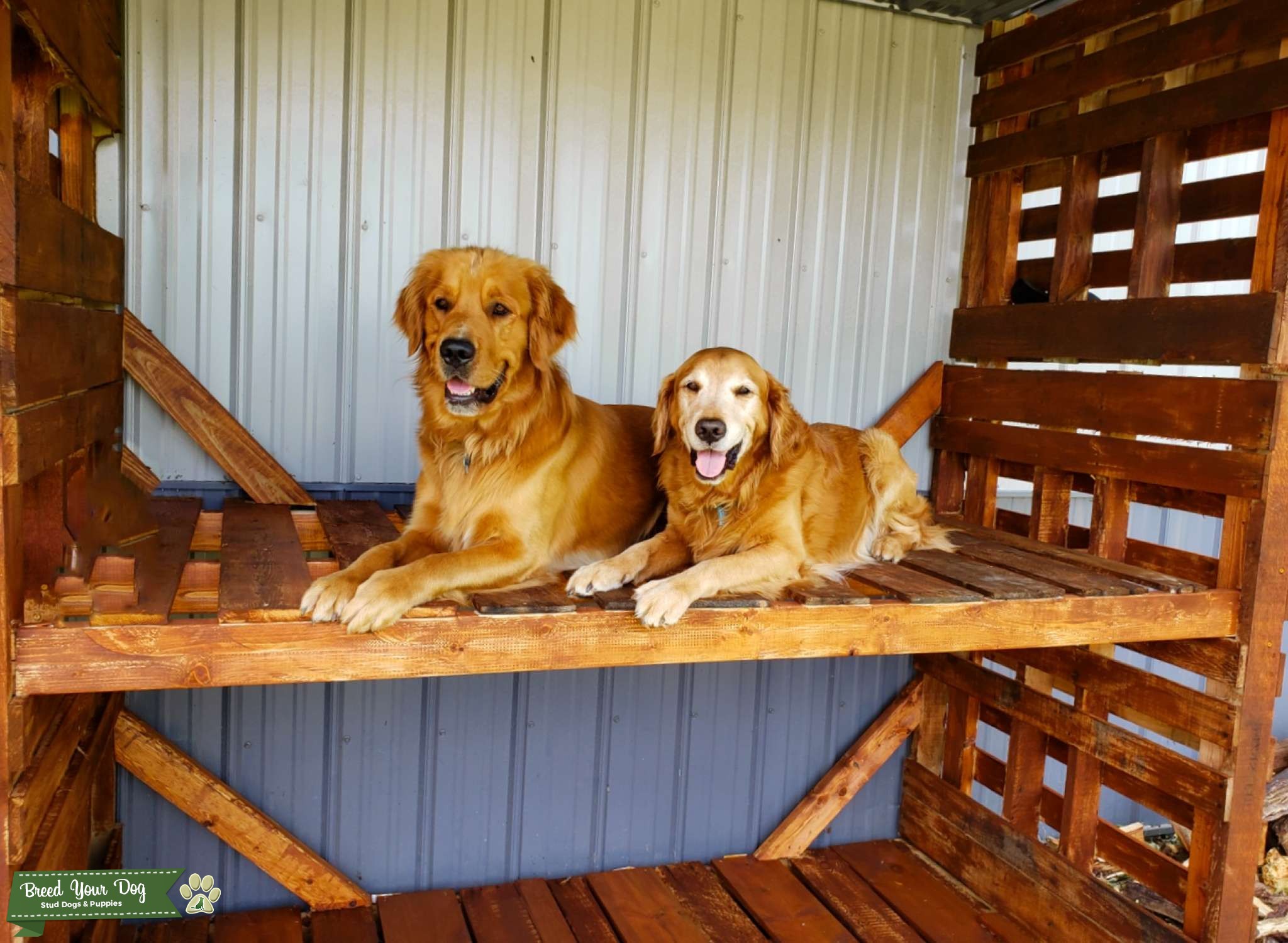 GOLDEN RETRIEVER , stud, big lean hunting dog Stud Dog in Wisconsin
