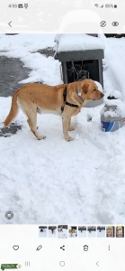 Yellow Labrador Retriever Listing Image