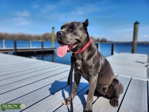 Grey Cane Corso Listing Image