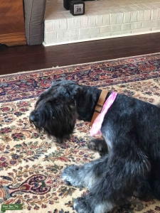 Stud Service for Giant Schnauzer Listing Image
