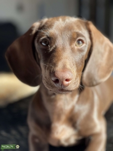 Stud Looking for a Lovely Lady Listing Image