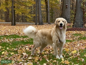 AKC Golden Retriever stud  Listing Image