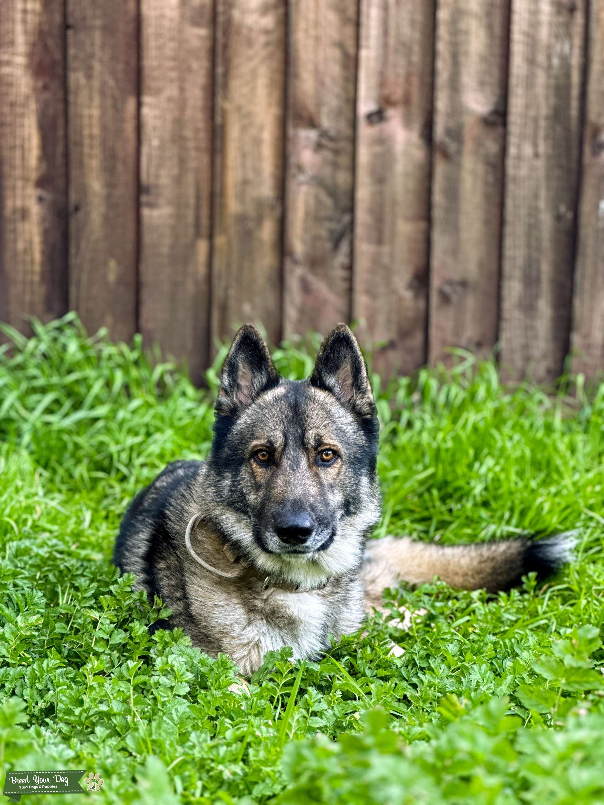 German Shepherd Husky mix Stud Dog in San Jose, California , the