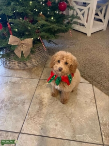Toy Poodle  Listing Image