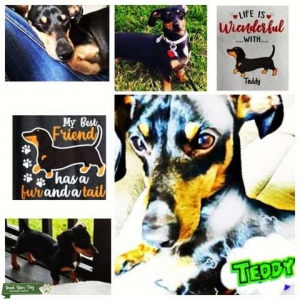 5 year old Black & Tan Dachshund Seeking a Girlfriend  Listing Image