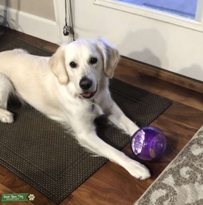 English Cream Golden Retriever  Listing Image