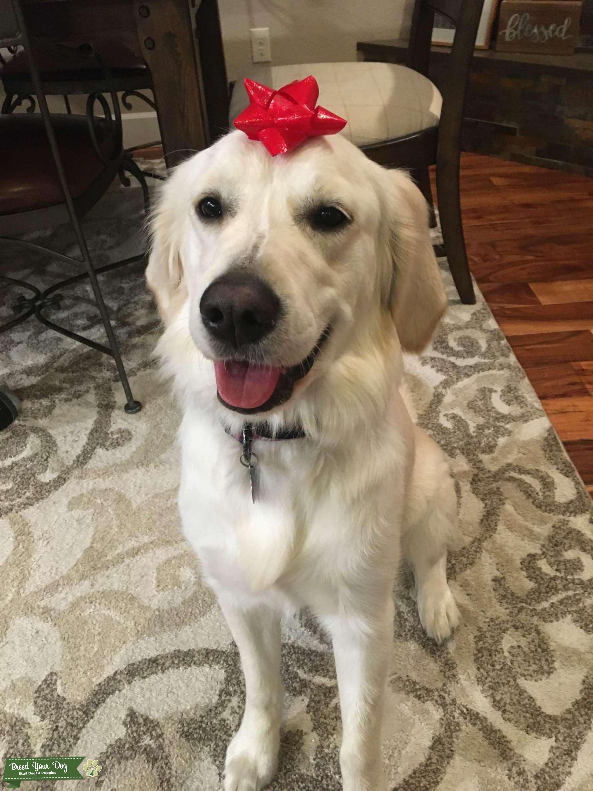 English Cream Golden Retriever Stud Dog in Colorado, the United States Breed Your Dog