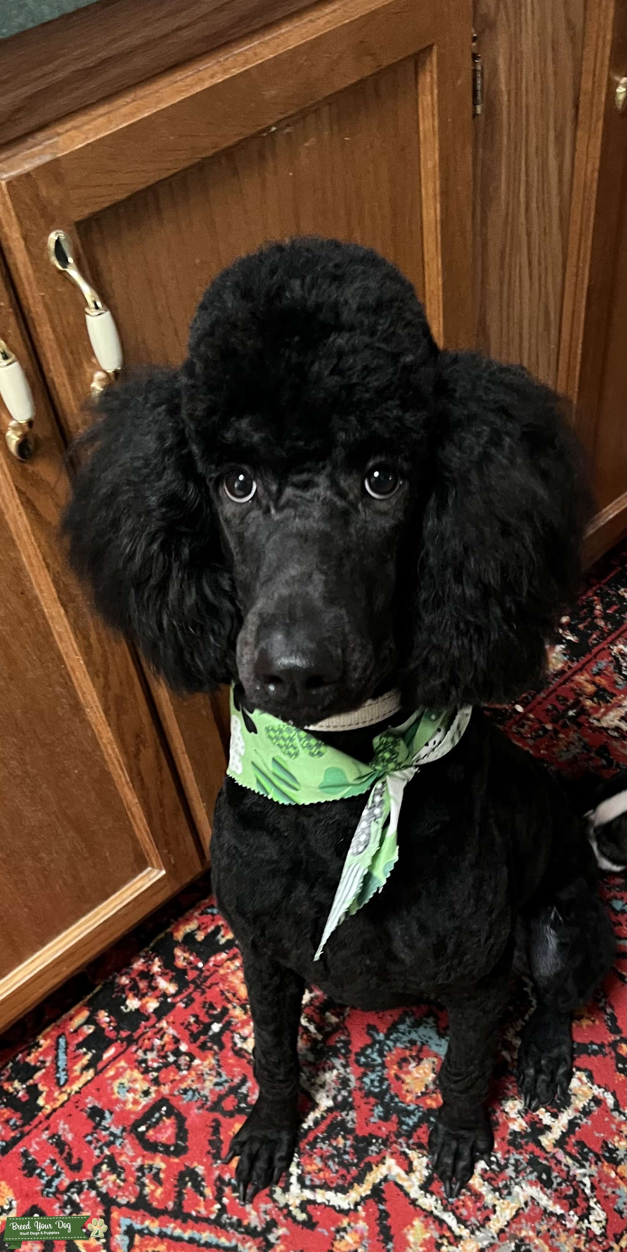 Standard poodle Stud Dog in Michigan , the United States Breed Your Dog