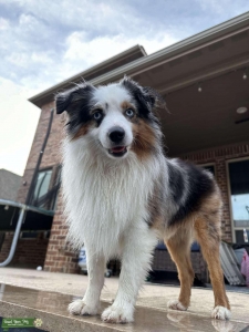 Blue Merle Miniature Aussie for Stud Listing Image