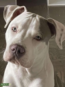 Bully Mix looking for a female Listing Image
