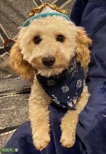 Mini F2b Goldendoodle Stud Listing Image