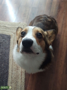Sable Pembroke Welsh Corgi  Listing Image