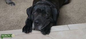 Neapolitan Bull Mastiff Listing Image