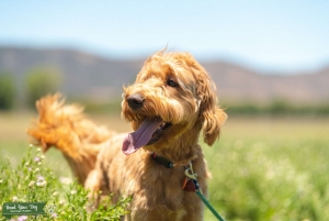 GANA Registered Standard F1 Goldendoodle Duke Listing Image