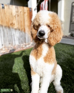 Apricot Parti genetically phantom Standard AKC Poodle Listing Image