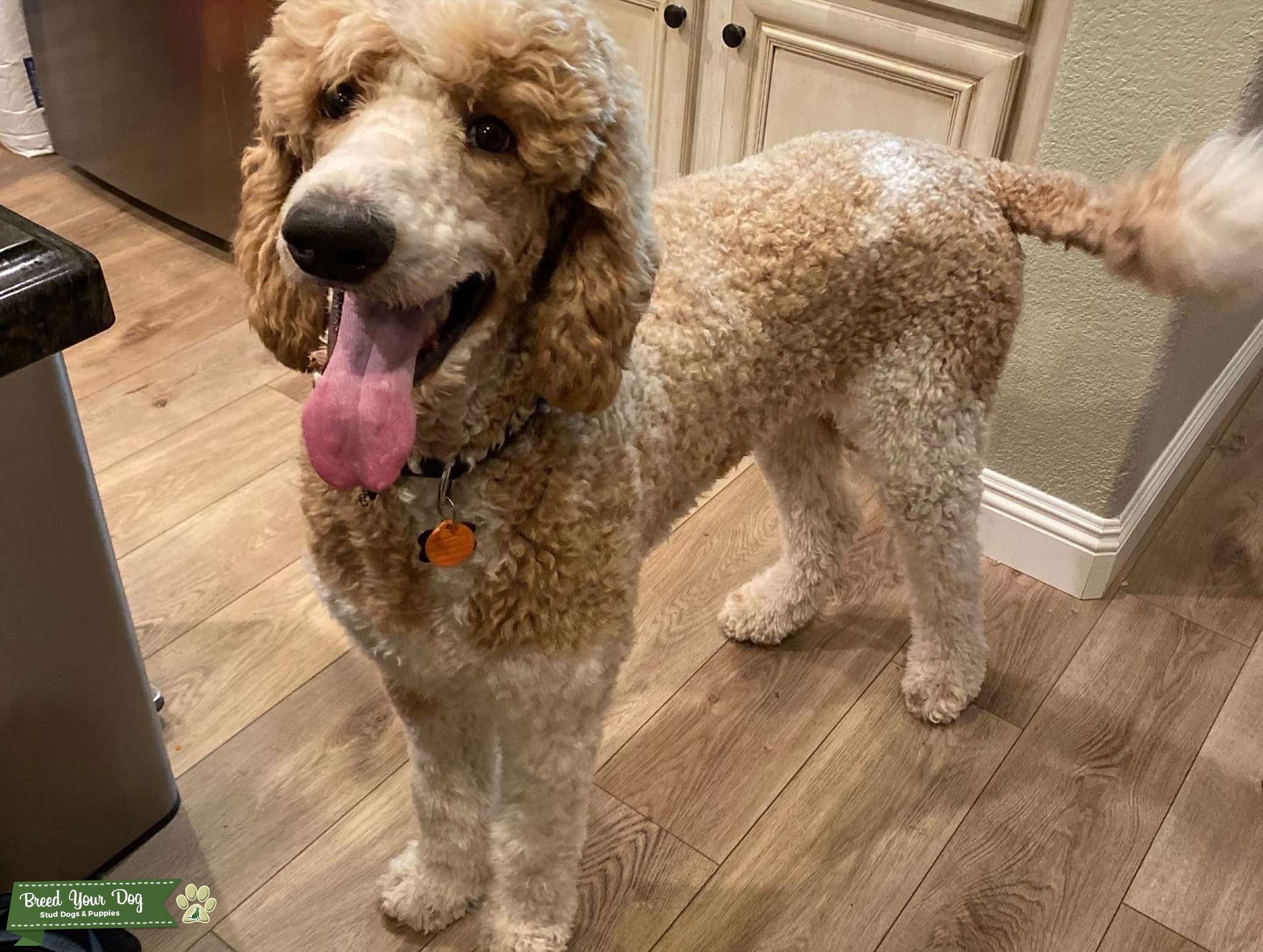 Apricot Parti phantom Standard AKC Poodle Stud Dog in