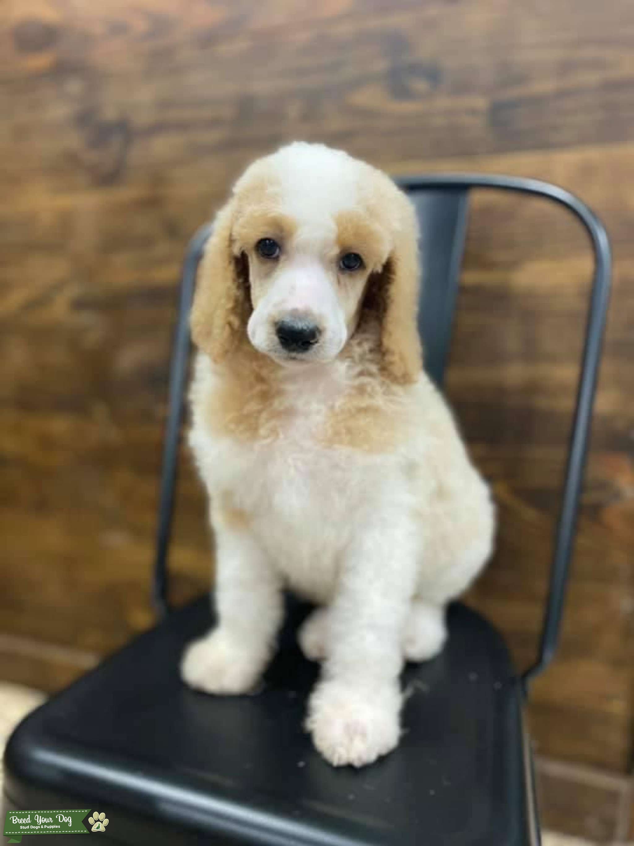 Apricot Parti phantom Standard AKC Poodle Stud Dog in