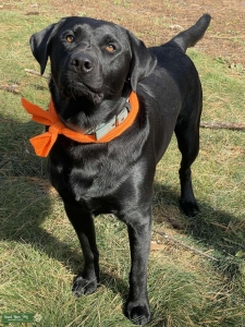 Purebred Champion Bloodline Listing Image