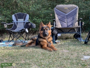 Long Hair German Shepherd North Texas Listing Image