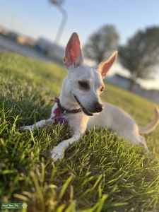 Female dog available for breeding ASAP Listing Image