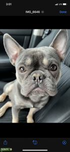 Lilac Tan French Bulldog Listing Image